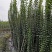 紫薇小苗1-3米高紫薇造型编制材料紫薇花瓶编制专用材