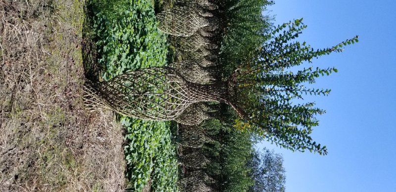 紫薇小苗1-3米高紫薇造型编制材料紫薇花瓶编制专用材