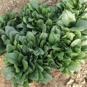 大叶菠菜，各种大棚蔬菜，河南滑县果蔬种植基地