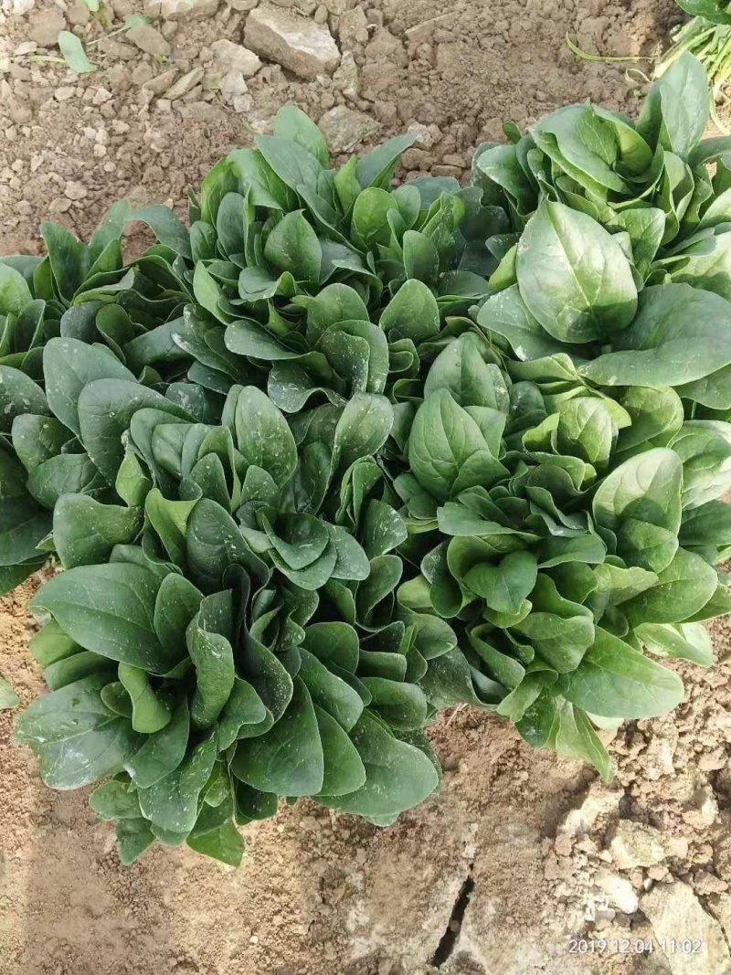 大叶菠菜，各种大棚蔬菜，河南滑县果蔬种植基地
