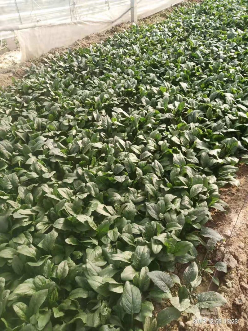 大叶菠菜，各种大棚蔬菜，河南滑县果蔬种植基地