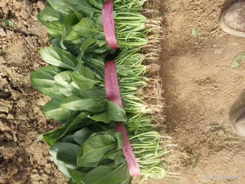 大叶菠菜，各种大棚蔬菜，河南滑县果蔬种植基地