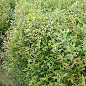 杜英苗、山杜英苗、杜英袋苗、江西宜春基地直供杜英苗，