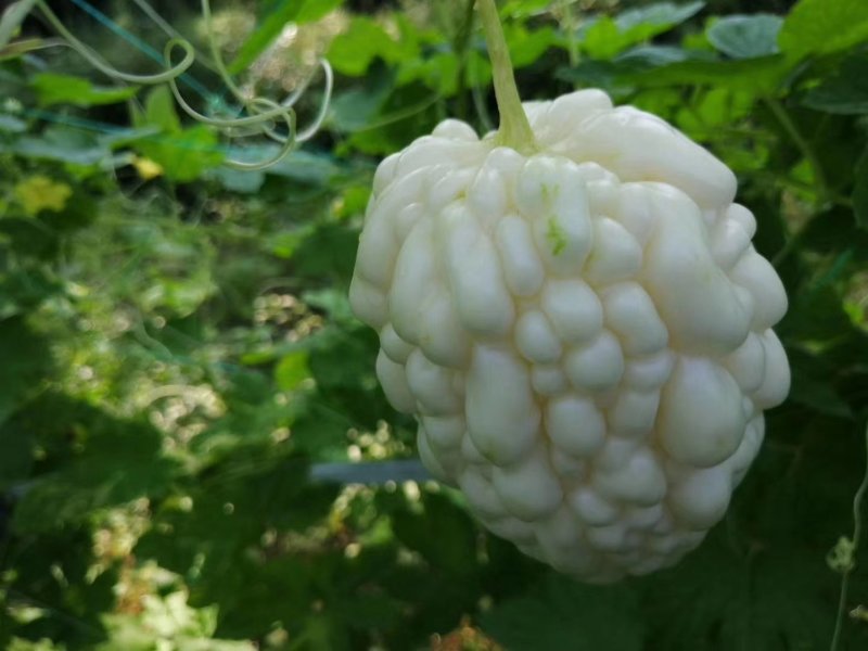 【鲜甜】苹果苦瓜种子水晶瓜白玉苦瓜白皮苦瓜口感脆