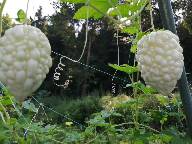 【鲜甜】苹果苦瓜种子水晶瓜白玉苦瓜白皮苦瓜口感脆