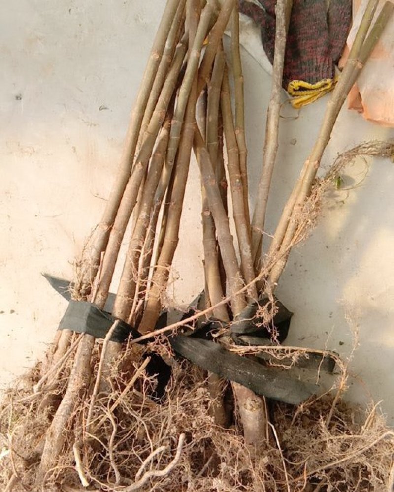 波姬红无花果一二年苗，品种保证江苏如皋志坚果苗