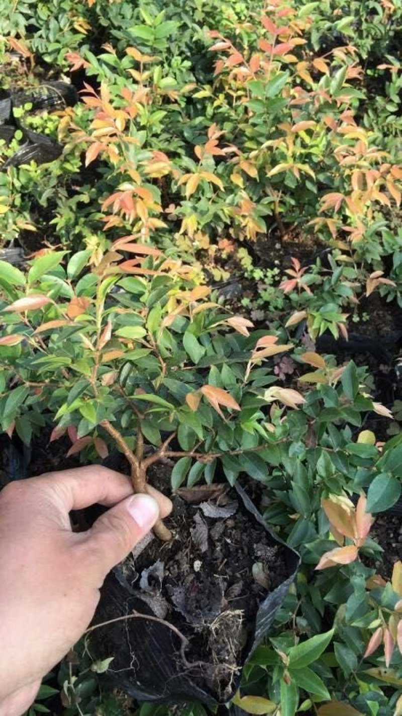 供应嘉宝果树苗，各种规格，可供庭院阳台观赏。