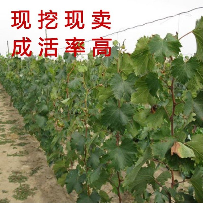 夏黑葡萄苗品种葡萄树苗南北方种植葡萄苗产量高好管理品种苗