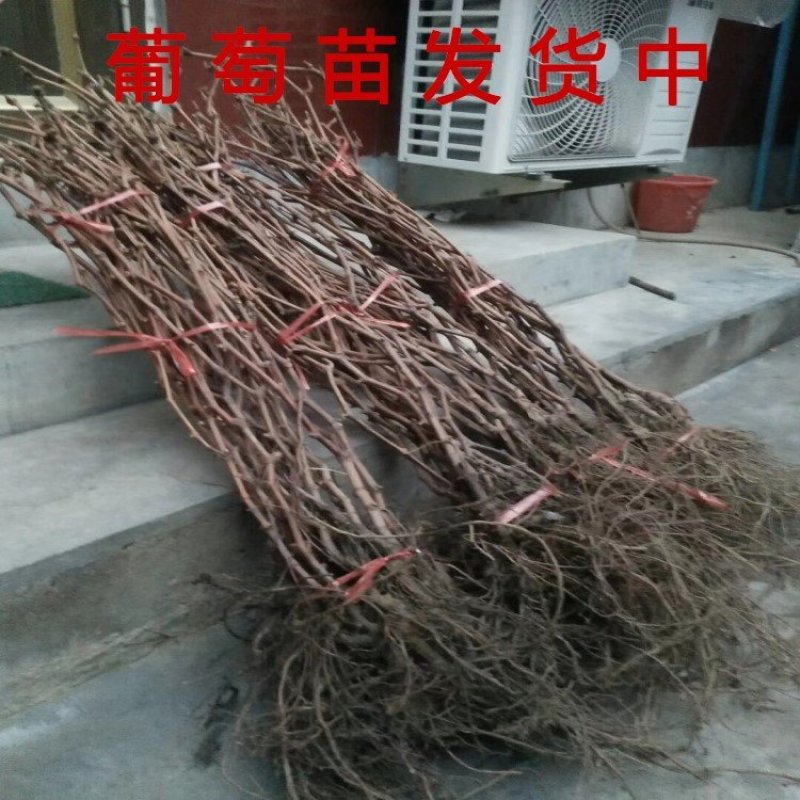 夏黑葡萄苗品种葡萄树苗南北方种植葡萄苗产量高好管理品种苗