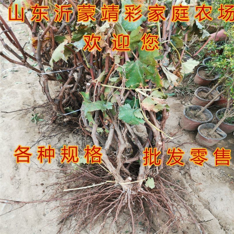夏黑葡萄苗品种葡萄树苗南北方种植葡萄苗产量高好管理品种苗
