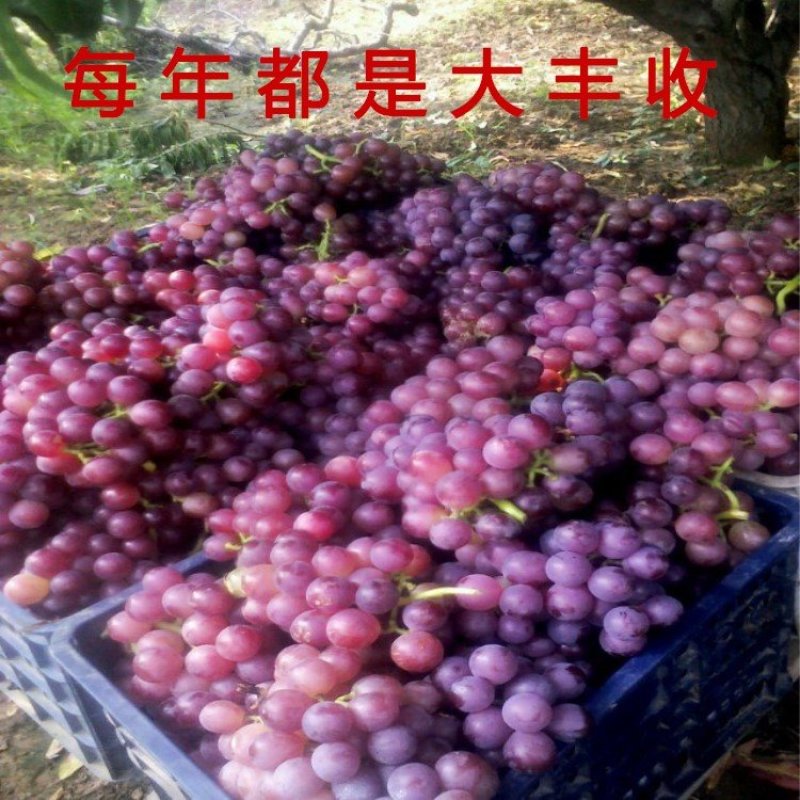 夏黑葡萄苗品种葡萄树苗南北方种植葡萄苗产量高好管理品种苗