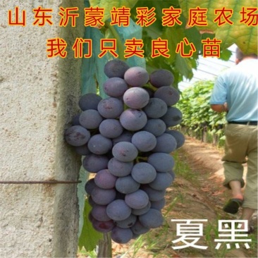 夏黑葡萄苗品种葡萄树苗南北方种植葡萄苗产量高好管理品种苗