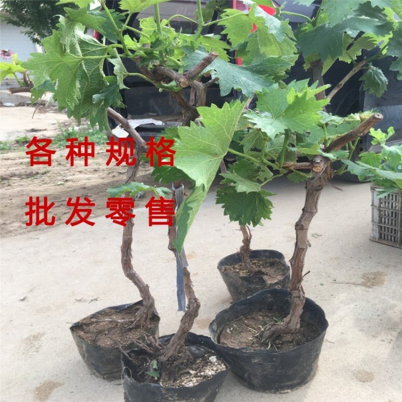 夏黑葡萄苗品种葡萄树苗南北方种植葡萄苗产量高好管理品种苗