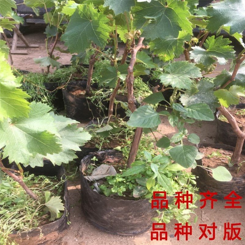 夏黑葡萄苗品种葡萄树苗南北方种植葡萄苗产量高好管理品种苗