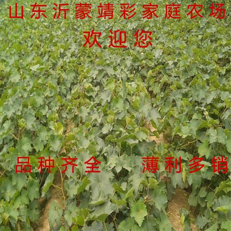 夏黑葡萄苗品种葡萄树苗南北方种植葡萄苗产量高好管理品种苗