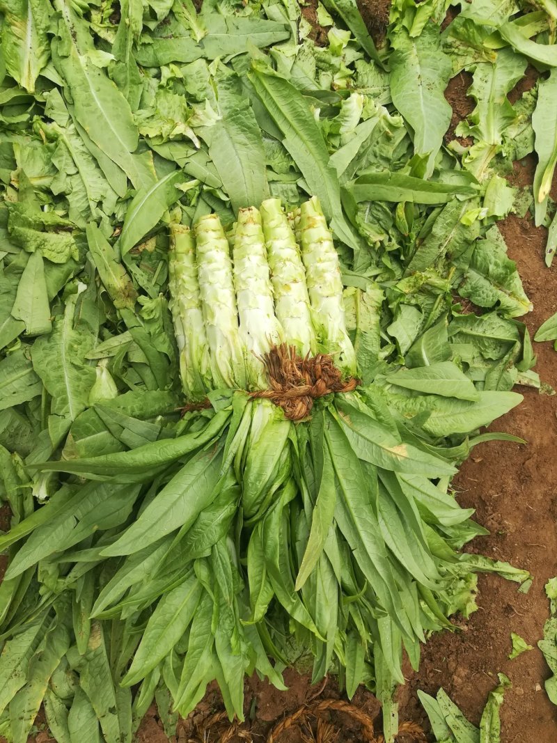 尖叶莴苣青皮青肉，基地直销质量好，需要的联系