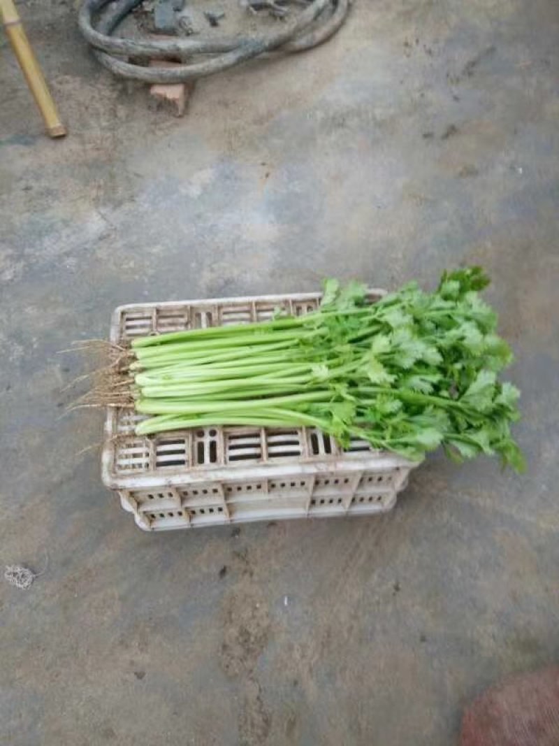 【优质】四季小香芹菜种子香味浓口感好品质好