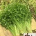 【优质】四季小香芹菜种子香味浓口感好品质好