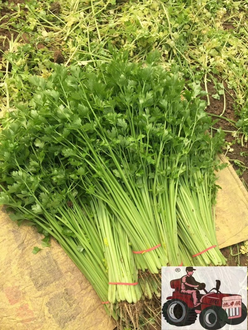 【优质】四季小香芹菜种子香味浓口感好品质好