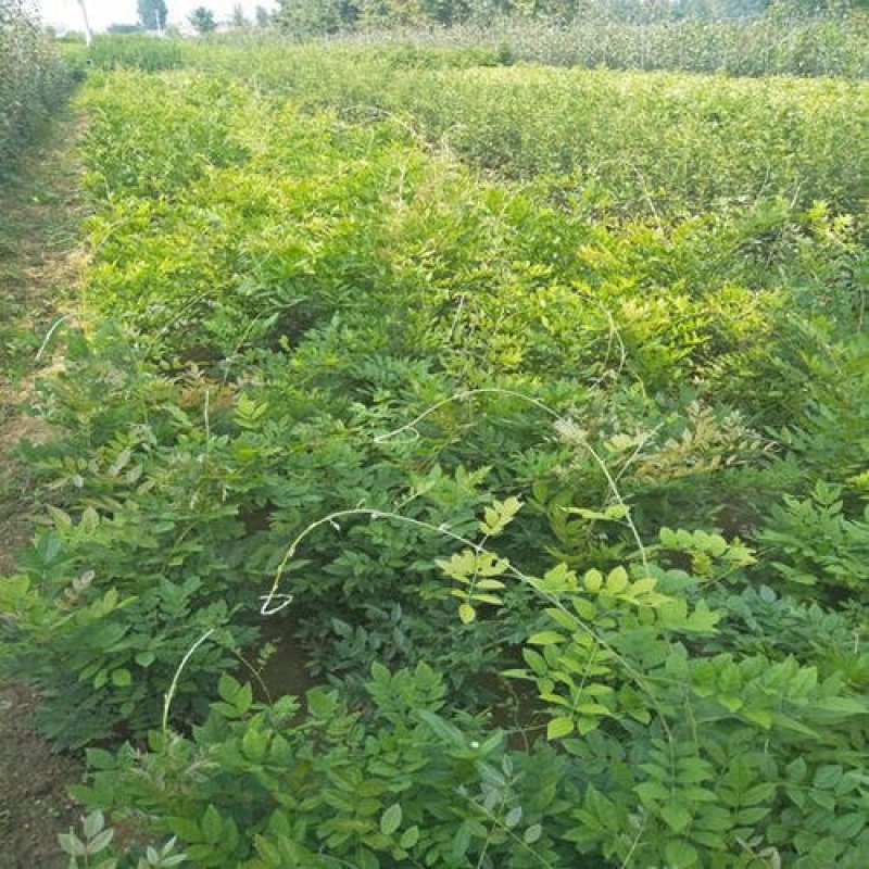 紫藤花树苗，多花重瓣浓香型，庭院盆栽，绿化园林，全国包邮