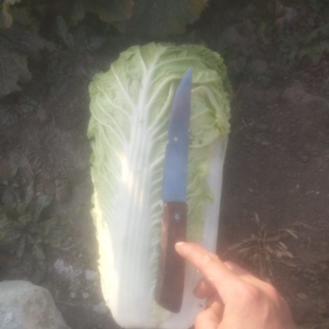 玉田大白菜，北京三号大量装货中！下高速寄到！