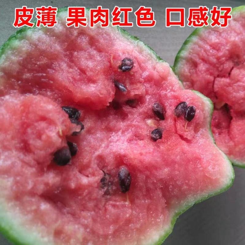 【礼品瓜】日本早春红玉小型西瓜种子口感好甜度高薄皮