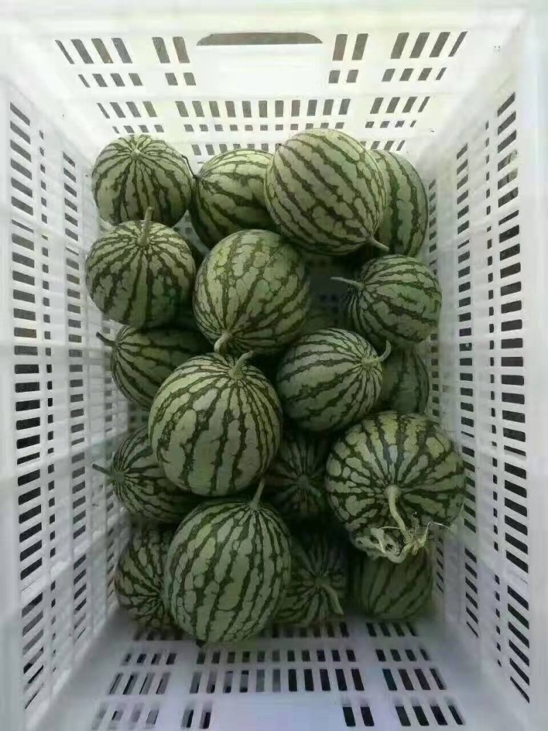 【优质】礼品西瓜黄美姬黄壤小西瓜质量保证品质保证