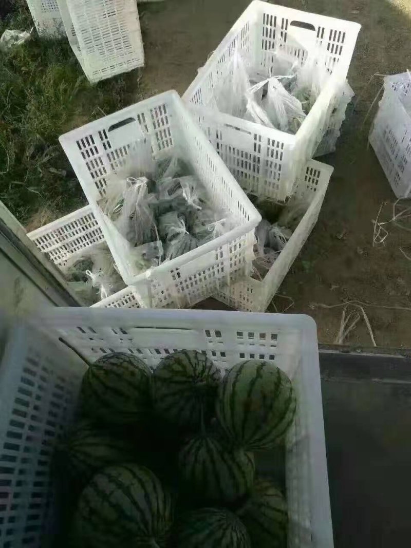 【优质】礼品西瓜黄美姬黄壤小西瓜质量保证品质保证