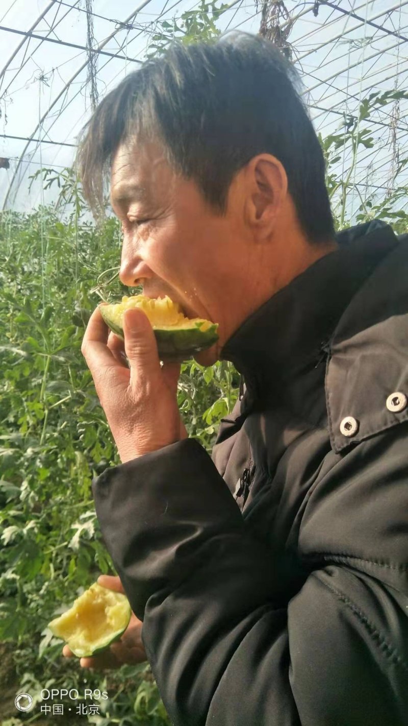【优质】礼品西瓜黄美姬黄壤小西瓜质量保证品质保证