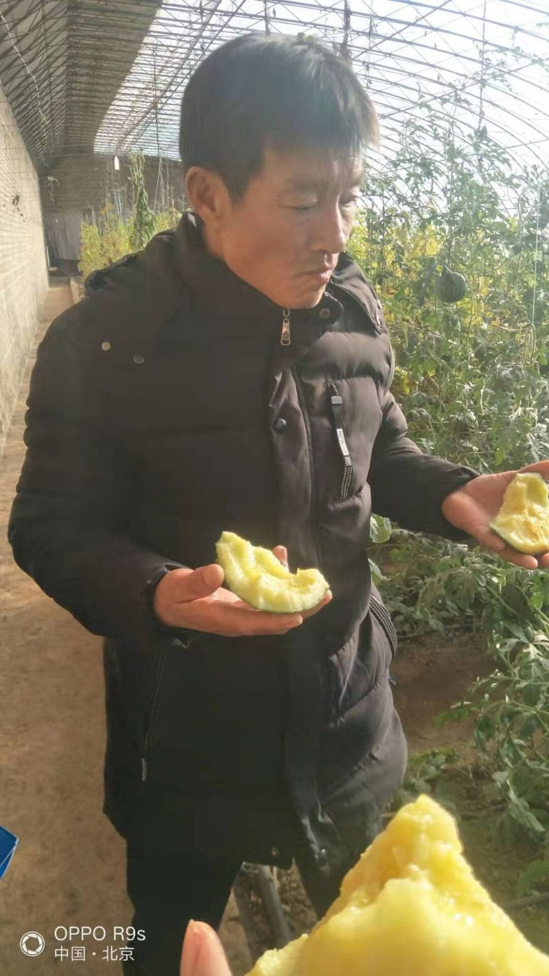 【优质】礼品西瓜黄美姬黄壤小西瓜质量保证品质保证
