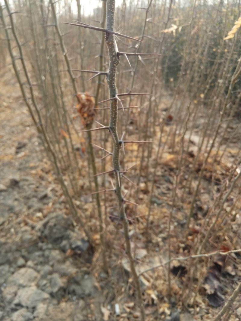 皂刺苗，批发优质皂角苗，规格齐全，价格实惠