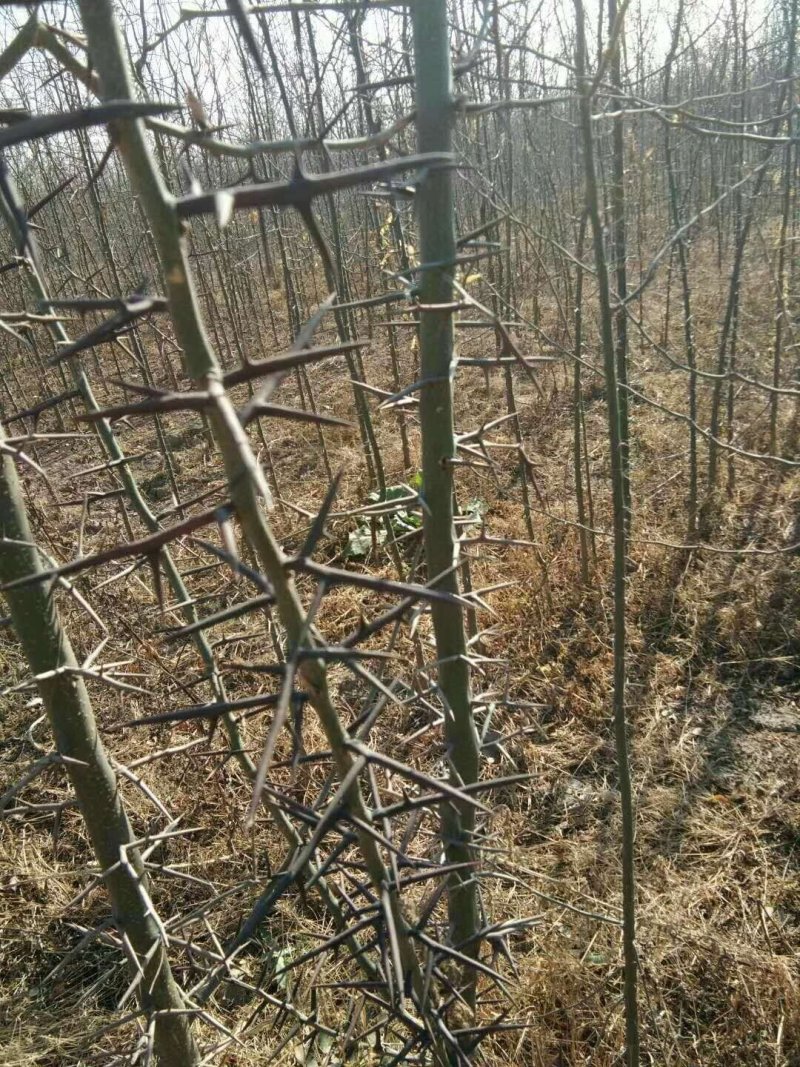 皂刺苗，批发优质皂角苗，规格齐全，价格实惠