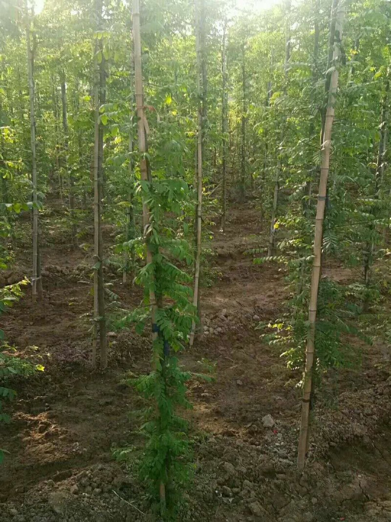 皂刺苗，批发优质皂角苗，规格齐全，价格实惠