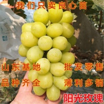 阳光玫瑰葡萄苗保质量包成活包品种提供技术指导