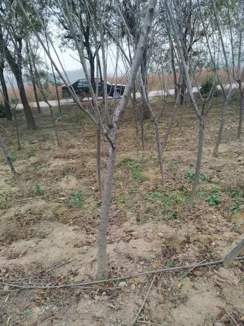 山西精品红叶碧桃3-6公分，占地碧桃树苗