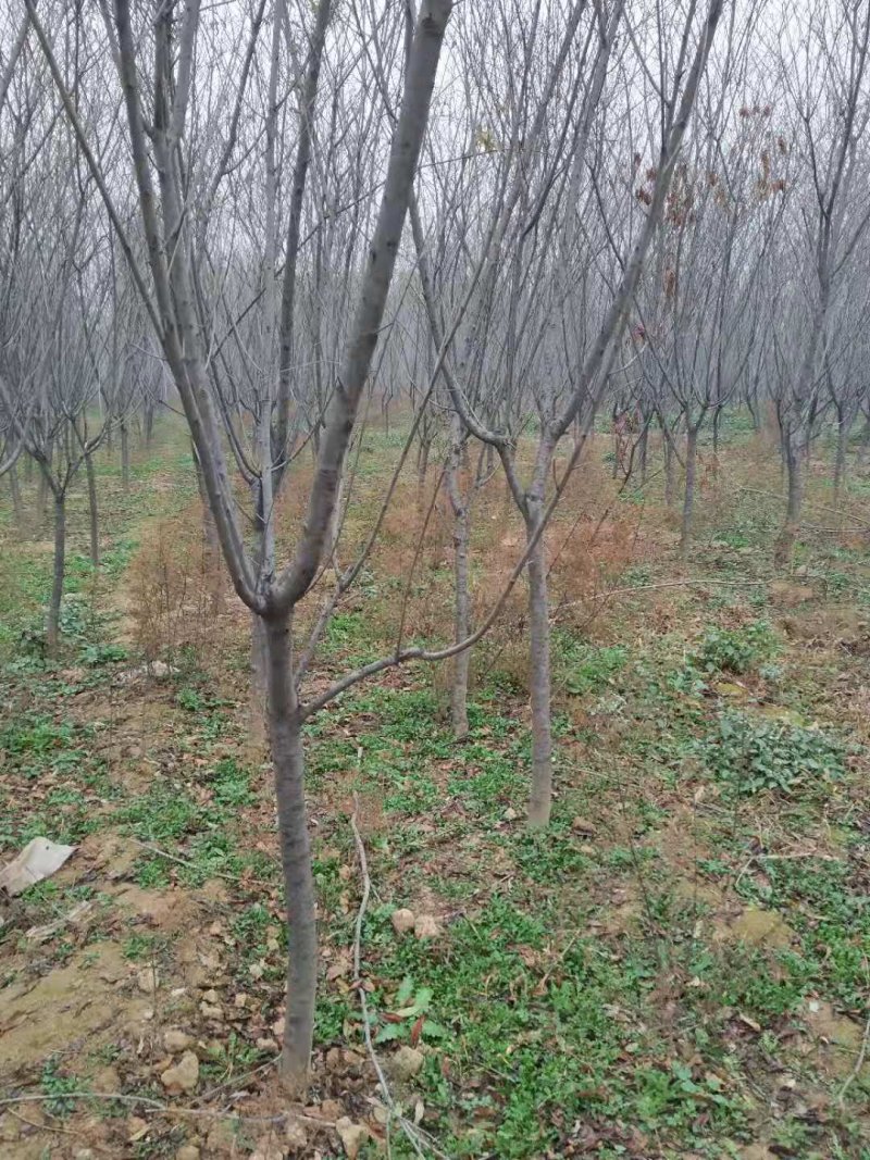 山西精品红叶碧桃3-6公分，占地碧桃树苗