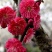 茉莉花盆栽茉莉花山东泰安基地直销各种花木