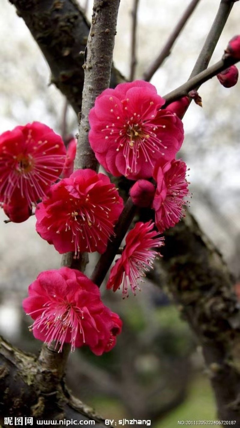 茉莉花盆栽茉莉花山东泰安基地直销各种花木