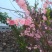 茉莉花盆栽茉莉花山东泰安基地直销各种花木