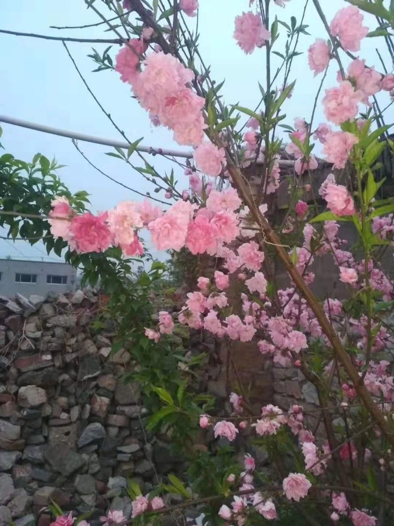茉莉花盆栽茉莉花山东泰安基地直销各种花木