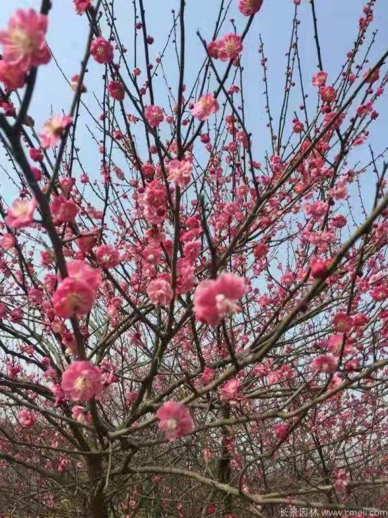 茉莉花盆栽茉莉花山东泰安基地直销各种花木