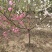 茉莉花盆栽茉莉花山东泰安基地直销各种花木