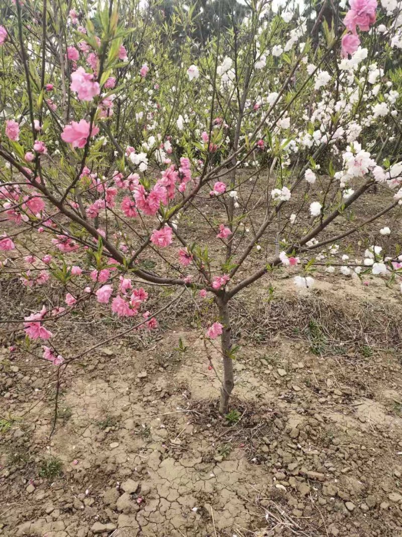 茉莉花盆栽茉莉花山东泰安基地直销各种花木