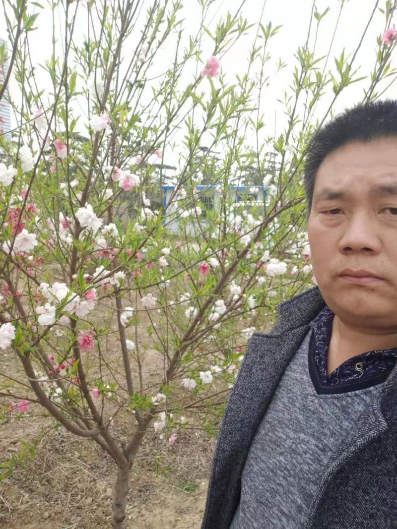 茉莉花盆栽茉莉花山东泰安基地直销各种花木