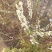 茉莉花盆栽茉莉花山东泰安基地直销各种花木