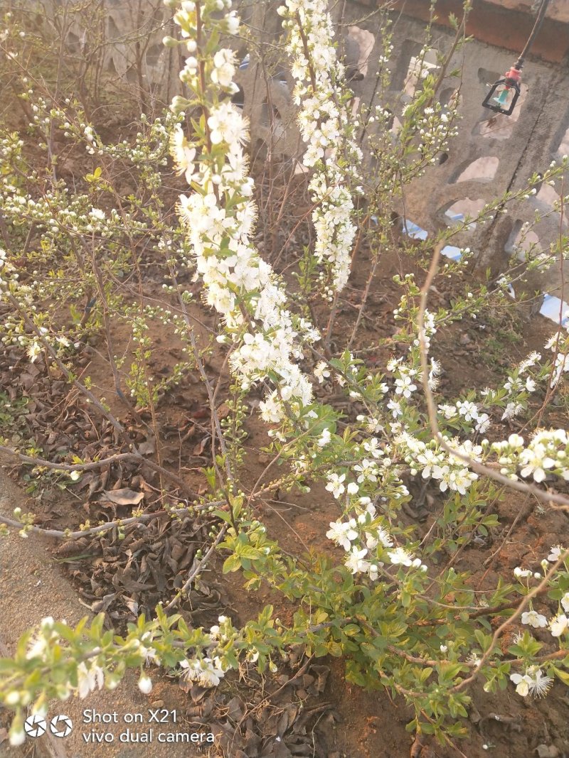 茉莉花盆栽茉莉花山东泰安基地直销各种花木