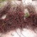 爬山虎苗30~40cm爬山虎价格优质爬山虎苗