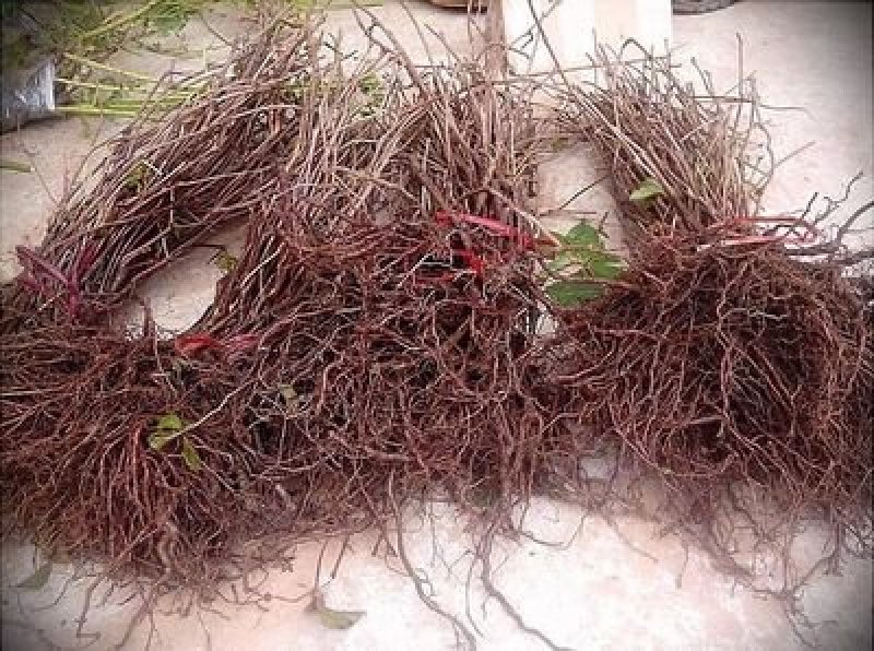 爬山虎苗30~40cm爬山虎价格优质爬山虎苗
