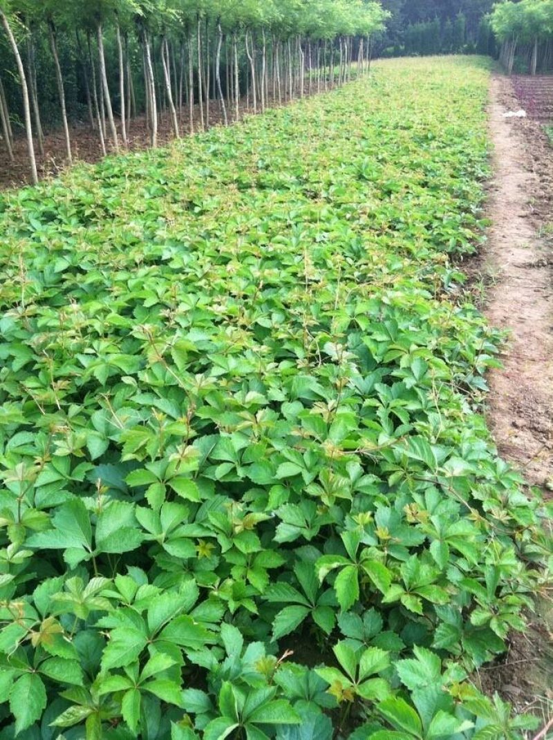 爬山虎苗30~40cm爬山虎价格优质爬山虎苗