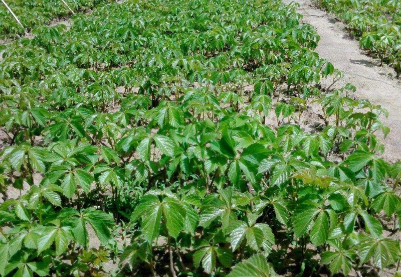 爬山虎苗30~40cm爬山虎价格优质爬山虎苗